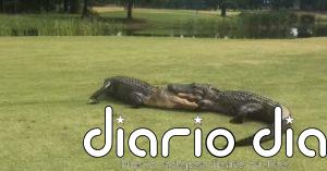 Así es la impresionante pelea entre dos caimanes en un campo de golf en Carolina del Sur