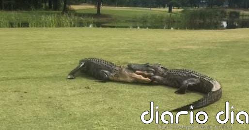 Así es la impresionante pelea entre dos caimanes en un campo de golf en Carolina del Sur