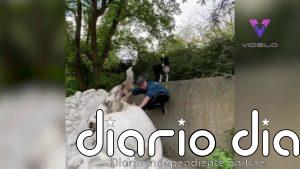 Así son los paseos de Ninja, un perro que hace parkour
