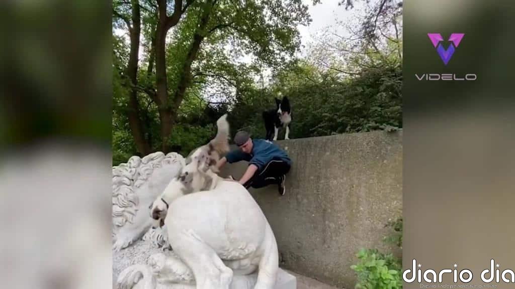 Así son los paseos de Ninja, un perro que hace parkour
