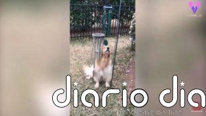 Conoce a Bleu, el Golden Retriever que canta cada vez que suena un carillón de viento
