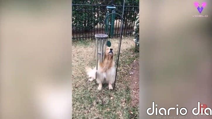 Conoce a Bleu, el Golden Retriever que canta cada vez que suena un carillón de viento