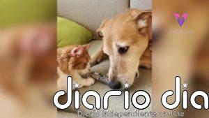 Conoce a Raylan, un perro adoptado que lleva seis años cuidando de gatos de acogida