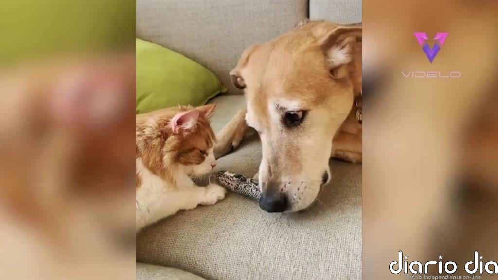 Conoce a Raylan, un perro adoptado que lleva seis años cuidando de gatos de acogida