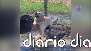 Conoce a Stevie, el labrador amarillo cuyo trastorno neurológico congénito no le impide disfrutar jugando