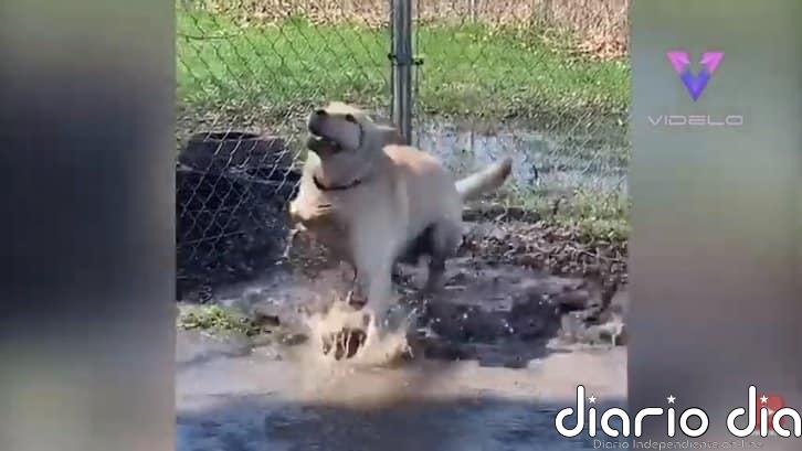 Conoce a Stevie, el labrador amarillo cuyo trastorno neurológico congénito no le impide disfrutar jugando