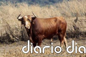 CVirus- Criadores del Toro de Lidia transmiten al Rey el impacto de la crisis, con pérdidas de más de 77 millones