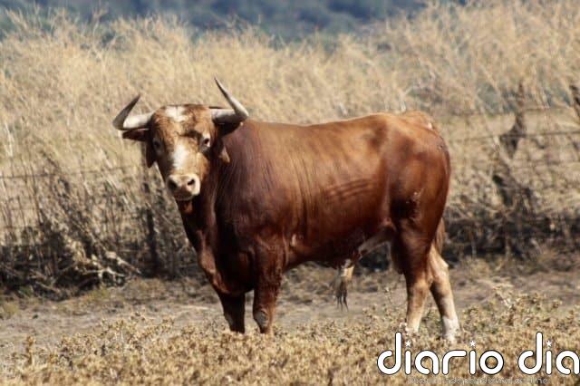 CVirus- Criadores del Toro de Lidia transmiten al Rey el impacto de la crisis, con pérdidas de más de 77 millones