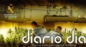 Detenidas dos personas en Berja (Almería) tras hallar 335 plantas de marihuana en una vivienda