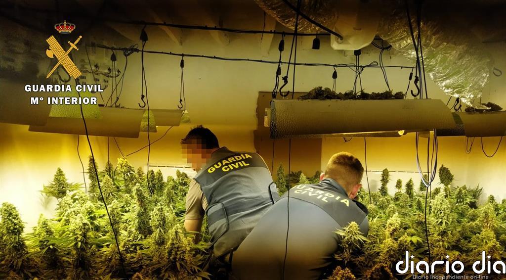 Detenidas dos personas en Berja (Almería) tras hallar 335 plantas de marihuana en una vivienda