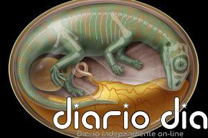 Dientes de dinosaurio dan una visión crucial de la evolución en vertebrados