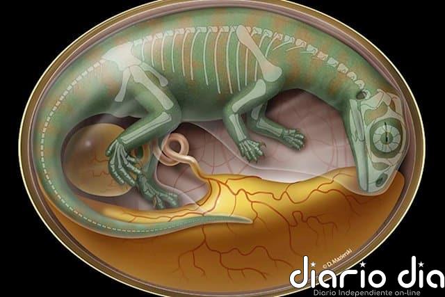 Dientes de dinosaurio dan una visión crucial de la evolución en vertebrados