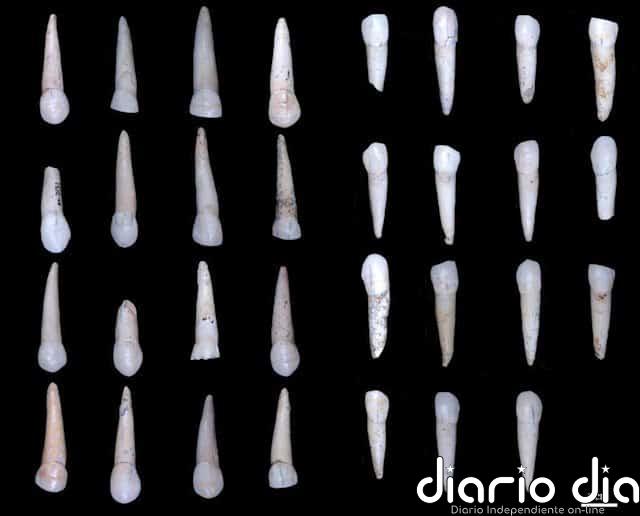 Dientes permiten determinar el sexo en pobladores jóvenes de Atapuerca