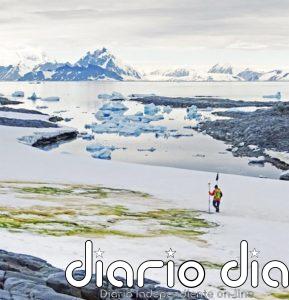 El cambio climático tornará en verde la Antártida costera