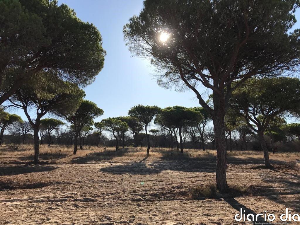 A juicio una empresa de Almonte (Huelva) acusada de extracciones ilegales del acuífero de Doñana