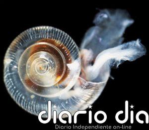 Acidificación peor a la esperada en el Océano Ártico