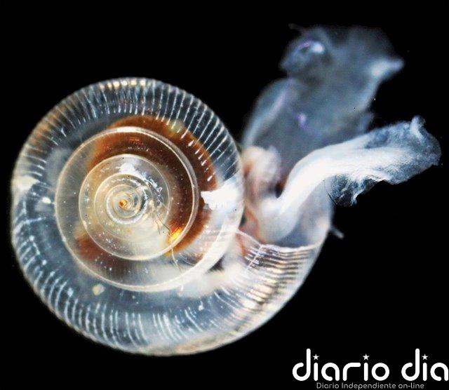 Acidificación peor a la esperada en el Océano Ártico