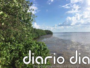 Adiós a los manglares para 2050 por la subida del mar sin menos emisiones