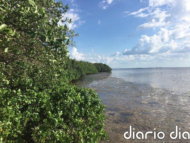 Adiós a los manglares para 2050 por la subida del mar sin menos emisiones Manglares en Tampa (Florida)