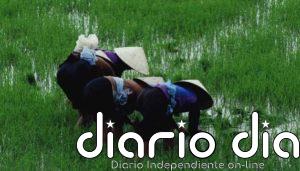 Alarmante uso de antibióticos humanos en agricultura