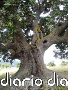 Amigos de la Alcazaba piden a la Junta que actúe ante los daños que presenta "el árbol más grande de Andalucía"