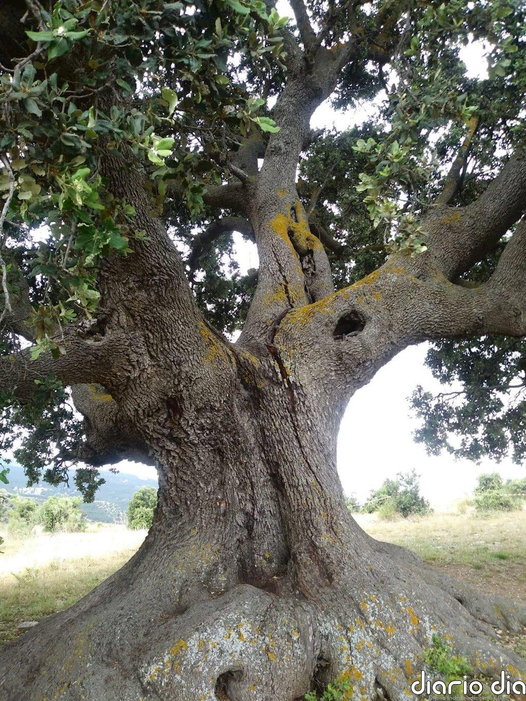 Amigos de la Alcazaba piden a la Junta que actúe ante los daños que presenta "el árbol más grande de Andalucía"
