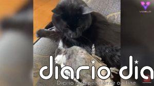 Así es la inusual amistad entre una urraca rescatada y un gato