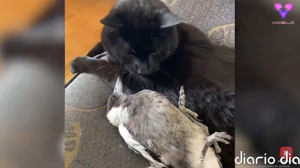 Así es la inusual amistad entre una urraca rescatada y un gato