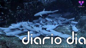 Avistan un gran grupo de tiburones de punta blanca acurrucados en un arrecife