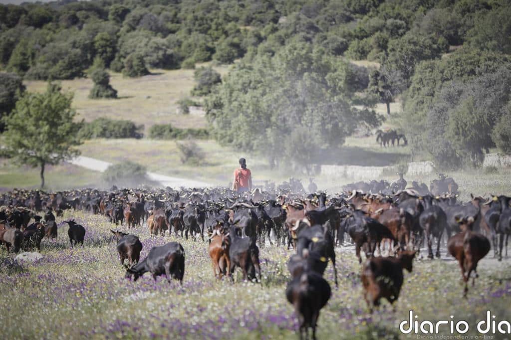 Biólogos avisan que una "relajación" de la protección de los ecosistemas traerá muevas pandemias