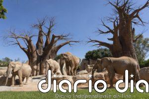 Bioparc vuelve con aforo limitado al 35% hasta 2