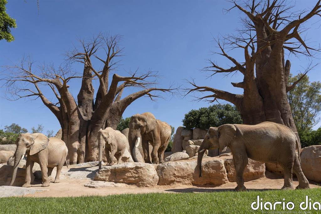 Bioparc vuelve con aforo limitado al 35% hasta 2