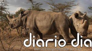 Botsuana descuerna a unos cien rinocerontes para evitar que sean víctimas de la caza furtiva