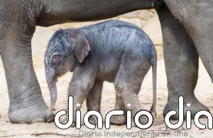 Botsuana investiga la muerte de más de 150 elefantes por una enfermedad desconocida en el delta de Okavango