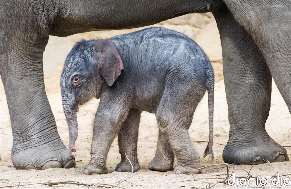 Botsuana investiga la muerte de más de 150 elefantes por una enfermedad desconocida en el delta de Okavango