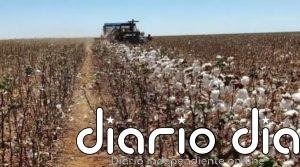 Brasil desarrolla cosechadora de algodón para países vecinos