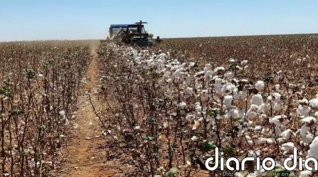 Brasil desarrolla cosechadora de algodón para países vecinos