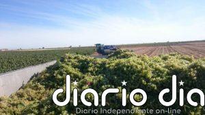 C-LM tramitará por la vía de urgencia las ayudas del Ministerio de Agricultura para el almacenamiento privado del vino