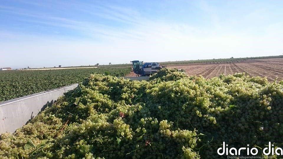 C-LM tramitará por la vía de urgencia las ayudas del Ministerio de Agricultura para el almacenamiento privado del vino