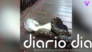 Capturan en vídeo la lucha a muerte entre una Pitón y un murciélago en el jardín trasero de su casa en Australia