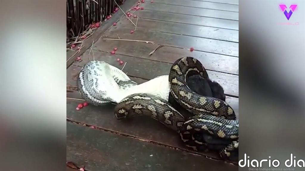Capturan en vídeo la lucha a muerte entre una Pitón y un murciélago en el jardín trasero de su casa en Australia