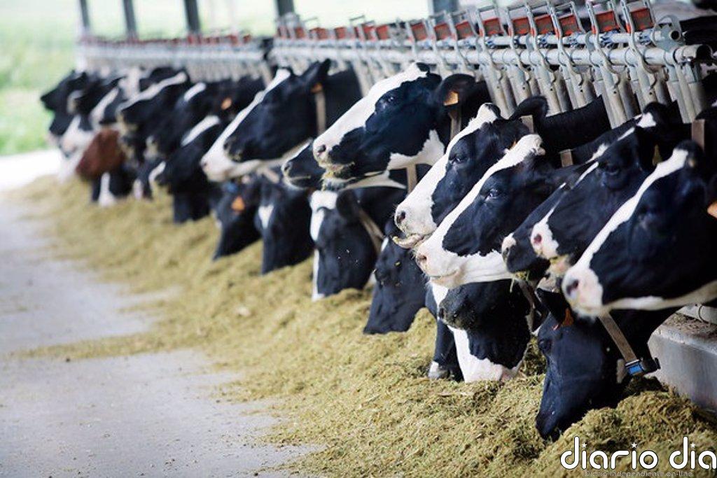Abac Capital compra Elasa, Llanera, Maipe, Goiko y Norvet para liderar la distribución de zoosanitarios