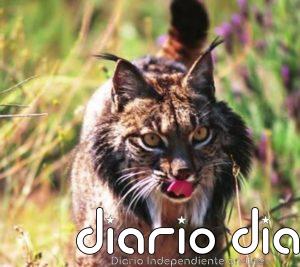 Al menos 28 especies de aves y mamíferos salvados de la extinción desde 1993