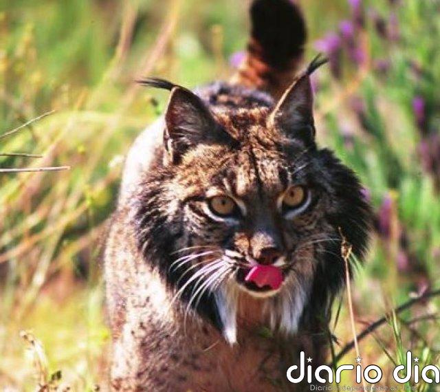 Al menos 28 especies de aves y mamíferos salvados de la extinción desde 1993