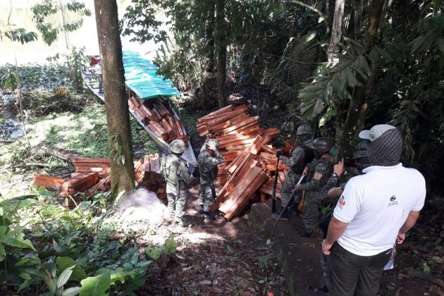Troncos de balsa extraídos ilegalmente fueron retenidos por la Dirección zonal de Sucumbíos del Ministerio de Ambiente y las Fuerzas Armadas en en el interior de la Reserva Biológica Limoncocha a mediados de julio 2020. Foto: MAE Sucumbíos