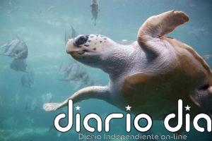 Bacterias pueden aportar el sexto sentido magnético de algunos animales