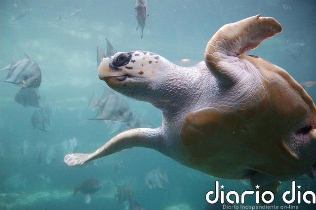 Bacterias pueden aportar el sexto sentido magnético de algunos animales