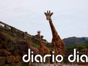 Cabárceno bate su récord histórico con 160