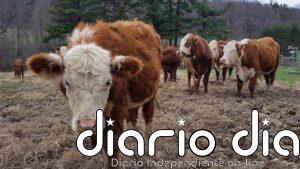 Cambiar la dieta puede compensar años de emisiones de CO2