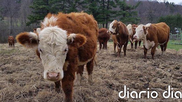 Cambiar la dieta puede compensar años de emisiones de CO2
